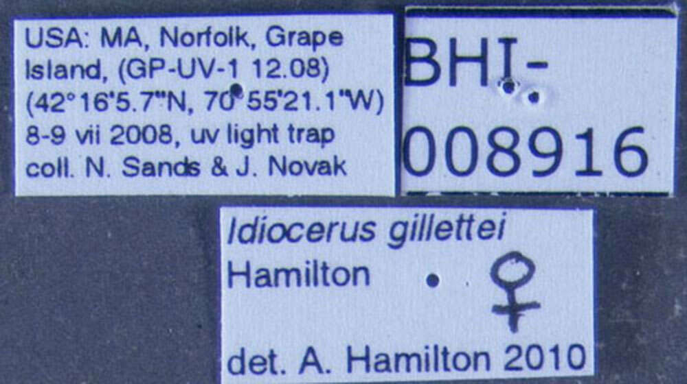 Image of Idiocerus gillettei Hamilton 1980