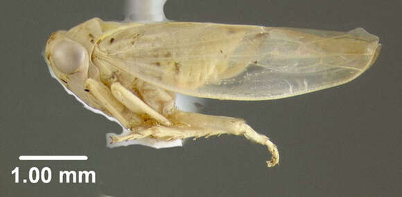 Image of Idiocerus pallidus Fitch 1851