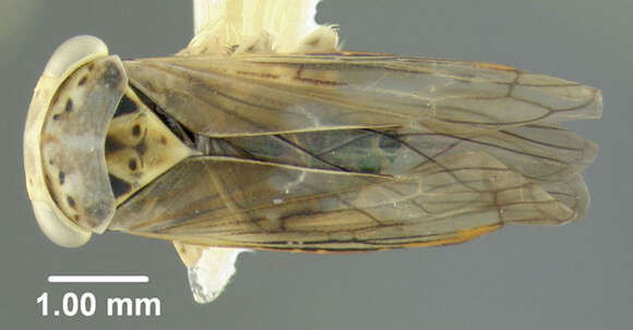 Image of Leafhopper