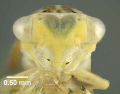 Image of Leafhopper