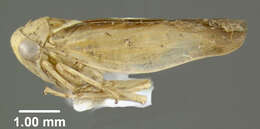 Image of Idiocerus suturalis Fitch 1851