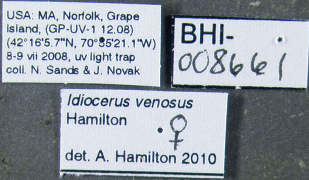 Image de Idiocerus venosus Hamilton 1980