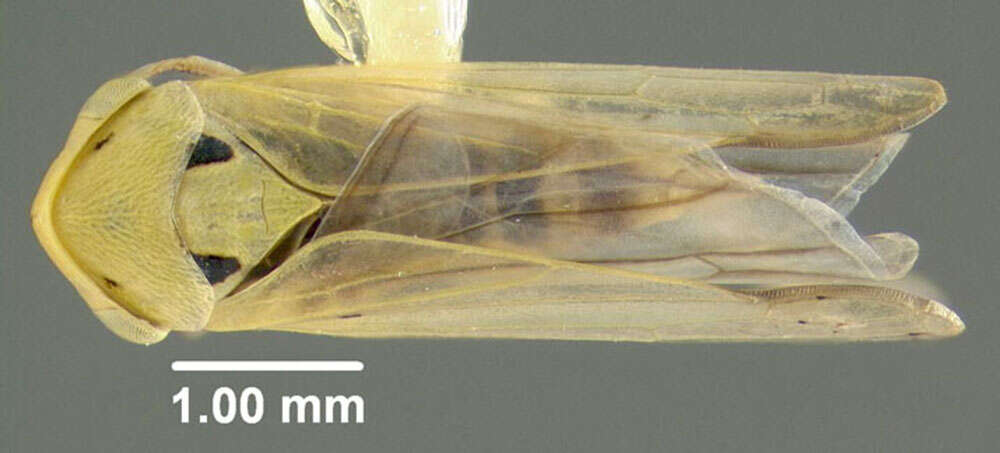 Plancia ëd Macropsis (Macropsis) notata Prohaska 1923