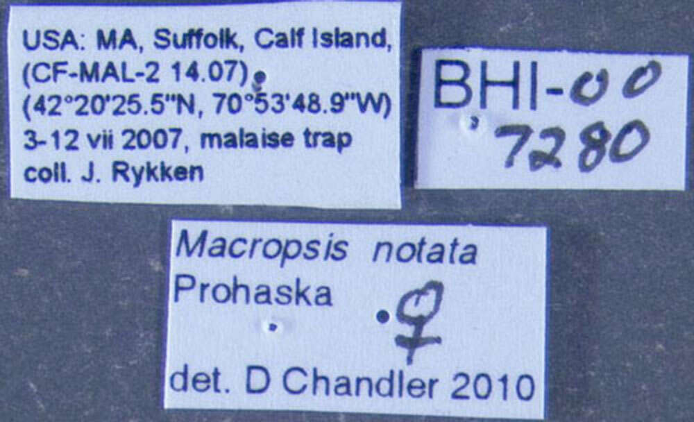 Plancia ëd Macropsis (Macropsis) notata Prohaska 1923