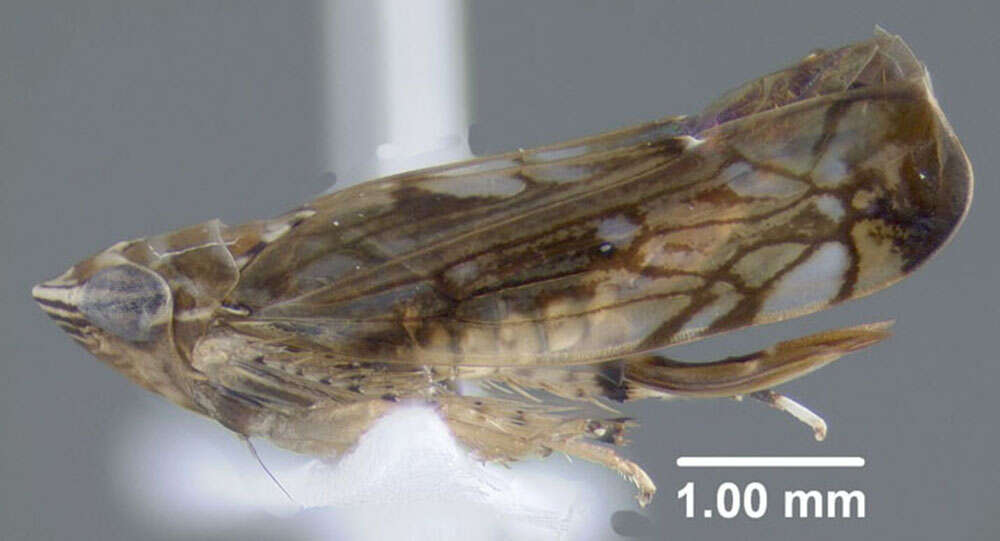 Image of Scaphoideus (Latenus) minor Osborn 1900