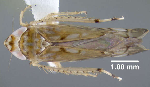 Image of Scaphoideus (Latenus) veterator De Long & Beery 1936