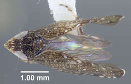 Image of Yellowfaced Leafhopper