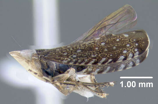 Image of Yellowfaced Leafhopper