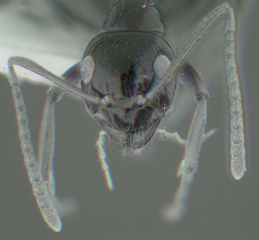 Image of False Honey Ant