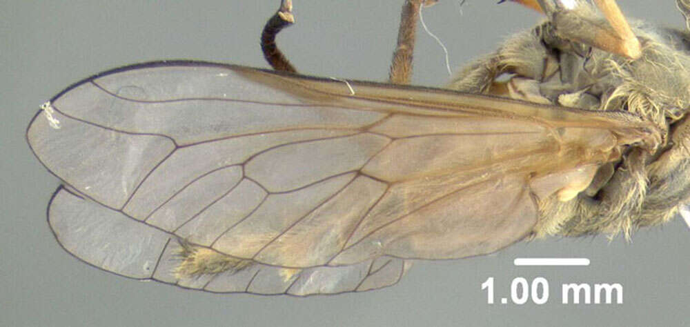 Imagem de Tabanus nigrovittatus Macquart 1847