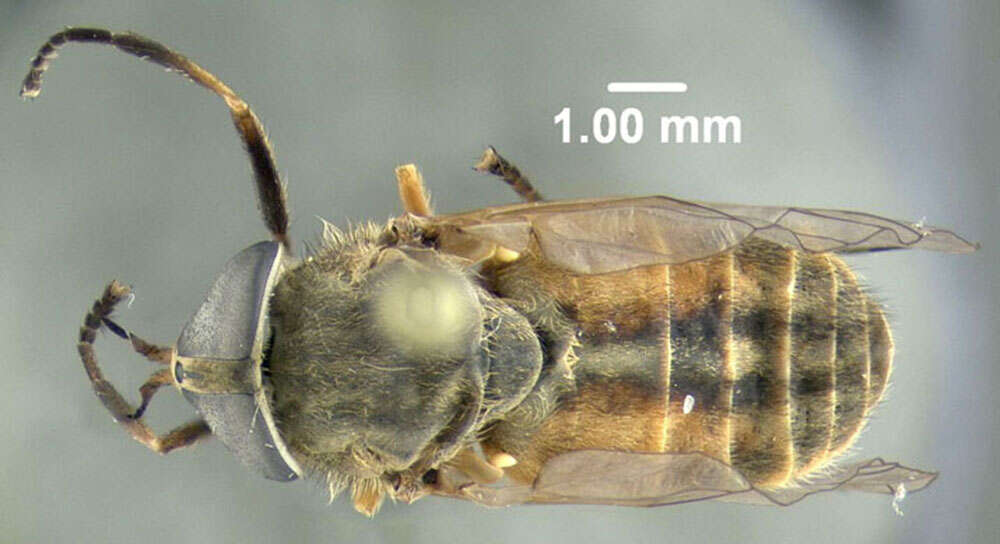 Imagem de Tabanus nigrovittatus Macquart 1847