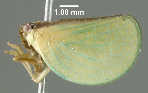 Image of Two-striped Planthopper