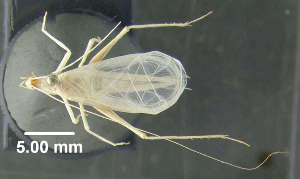 Image of Snowy Tree Cricket