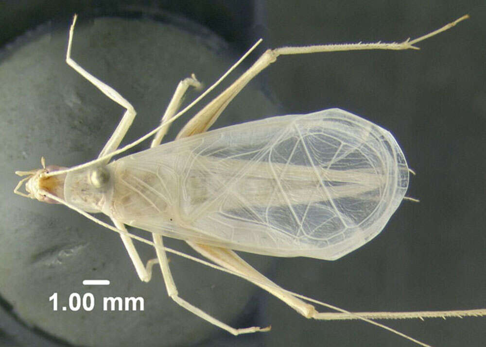 Image of Snowy Tree Cricket