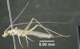 Image of Snowy Tree Cricket