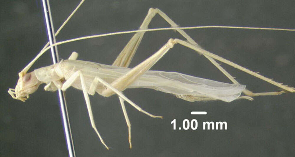 Image of Snowy Tree Cricket