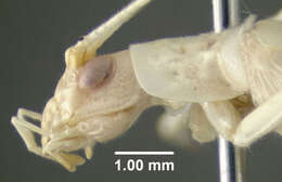 Image of Snowy Tree Cricket