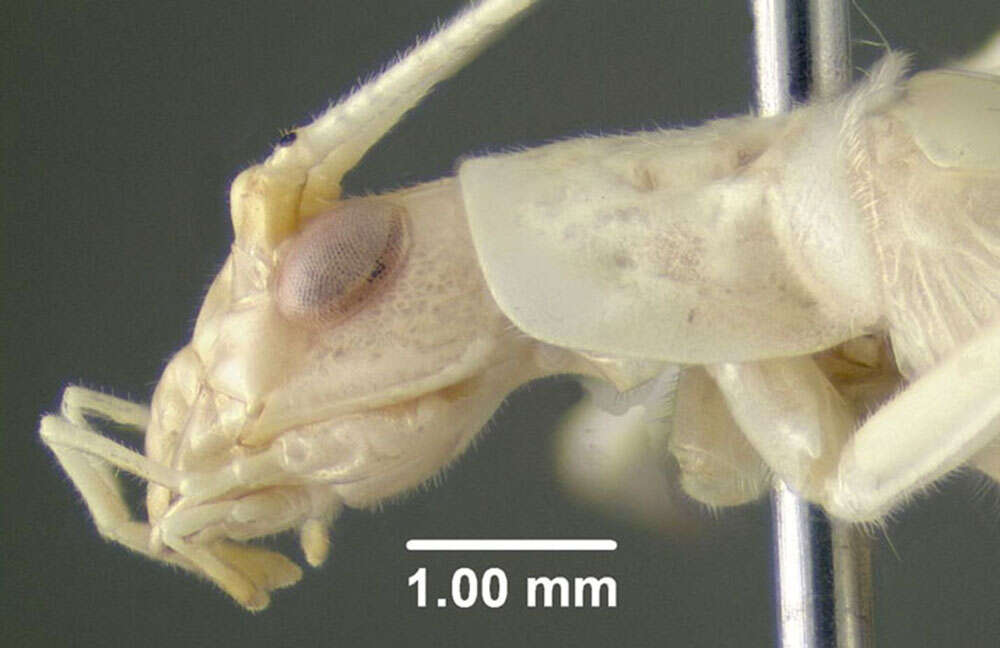 Image of Snowy Tree Cricket