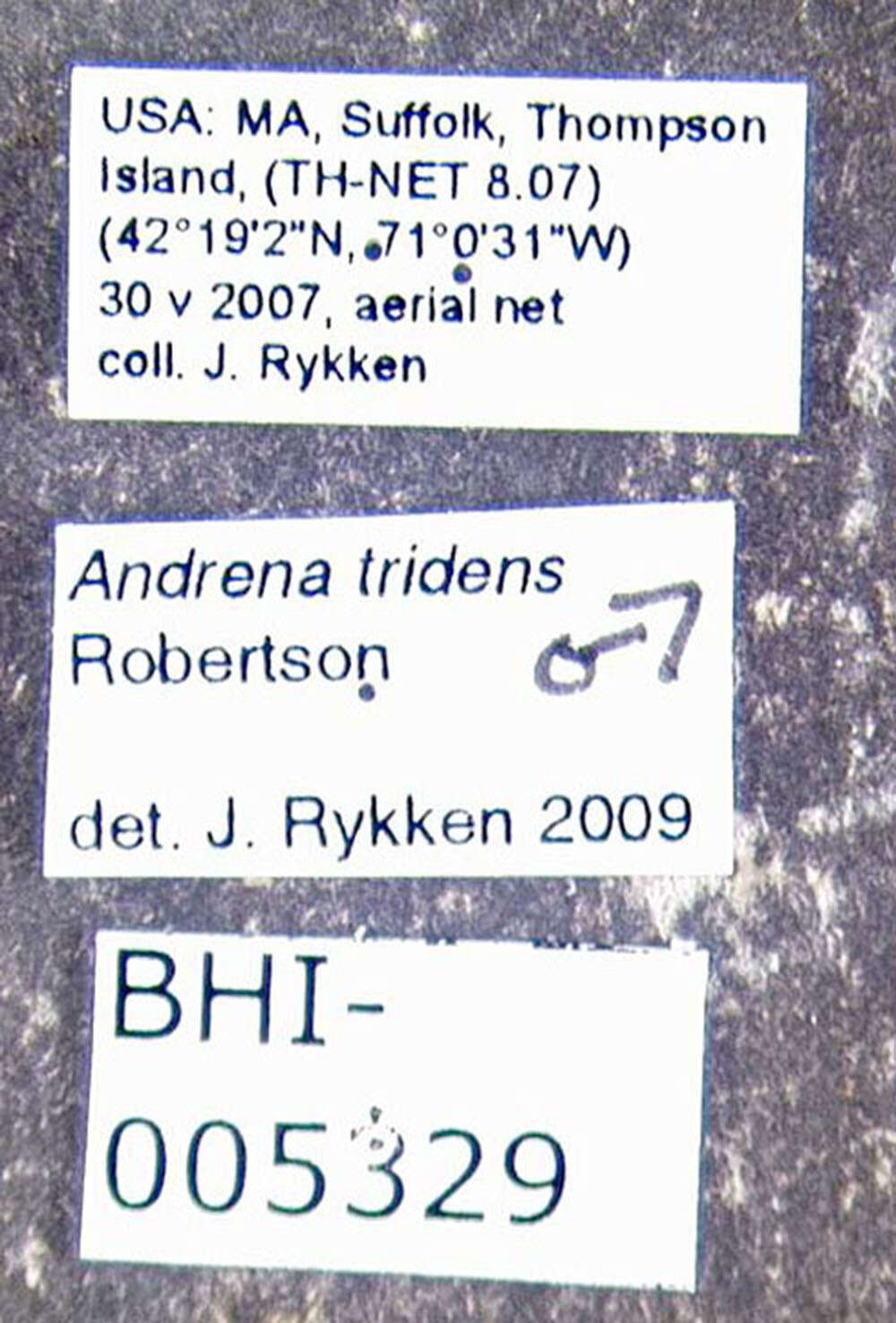 Andrena tridens Robertson 1902的圖片