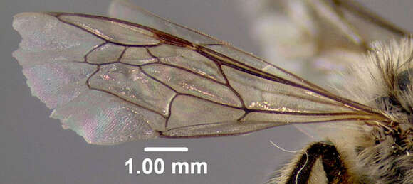 Image of Unequal Cellophane Bee