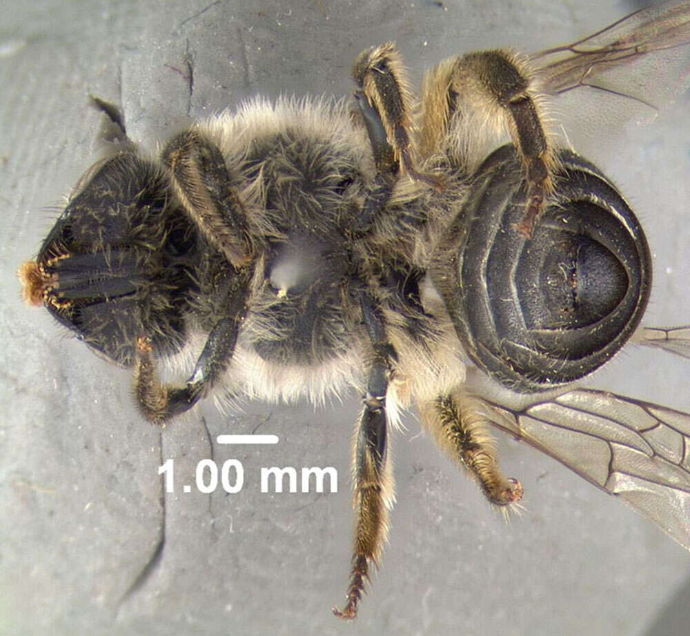 Image of Unequal Cellophane Bee
