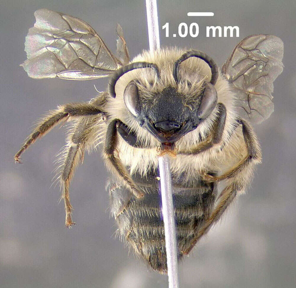 Image of Unequal Cellophane Bee