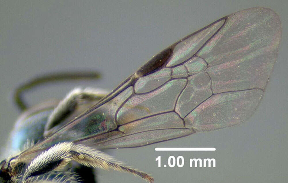 Lasioglossum coeruleum (Robertson 1893) resmi