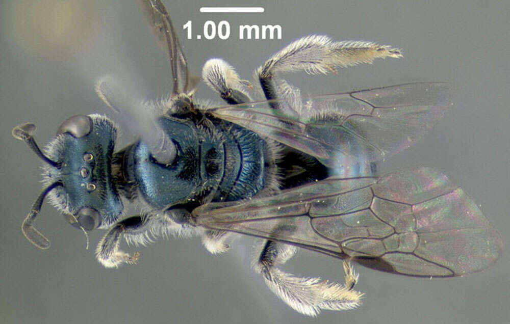 Lasioglossum coeruleum (Robertson 1893) resmi