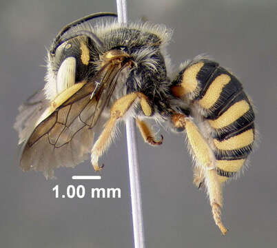 Imagem de Anthidium oblongatum (Illiger 1806)