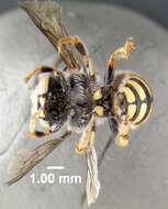 Image of Bee