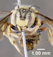 Image of Bee