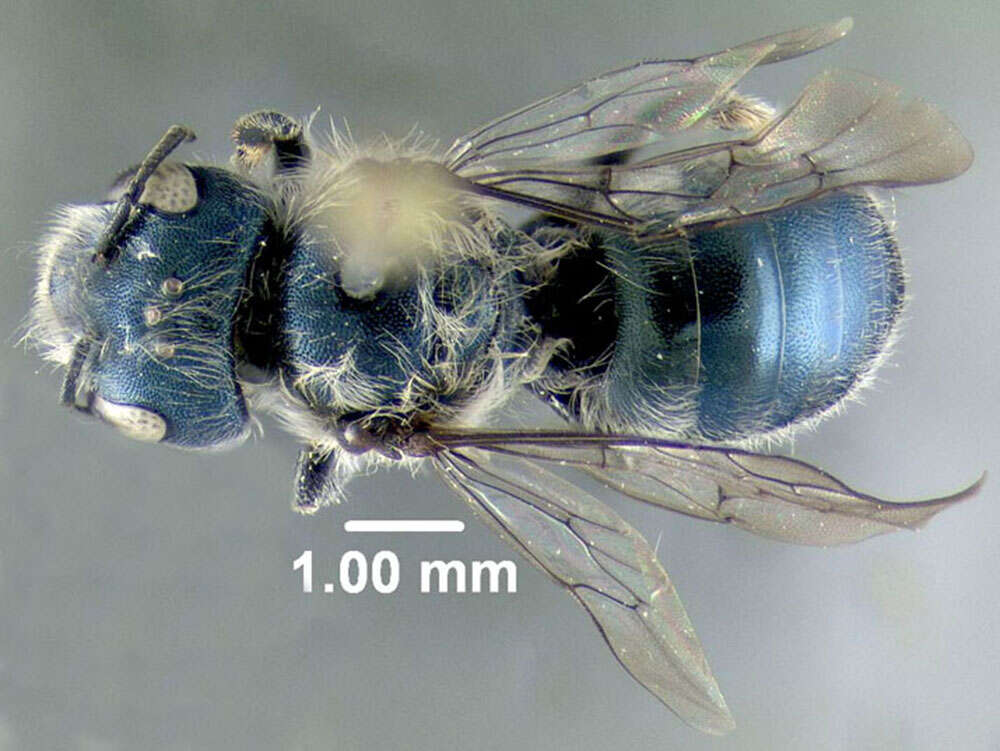 Image of Osmia albiventris Cresson 1864