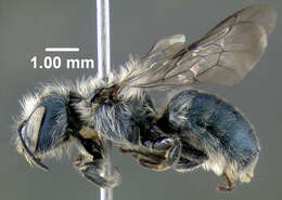 Image of Osmia albiventris Cresson 1864