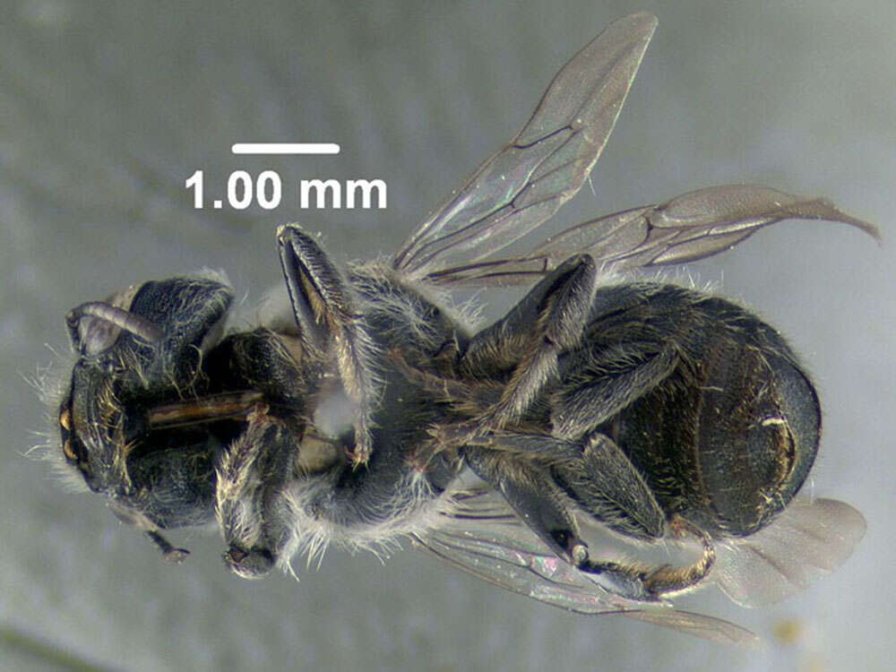 Image of Osmia albiventris Cresson 1864