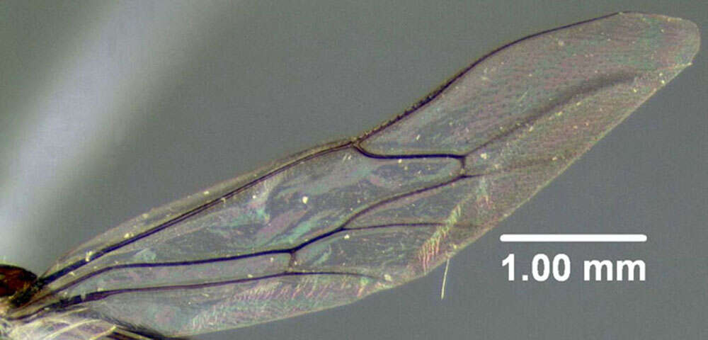 Image of Osmia albiventris Cresson 1864