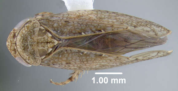 Image of Paraphlepsius (Paraphysius) carolinus Lathrop 1917