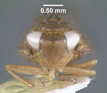 Image of Osbornellus unicolor Osborn 1900