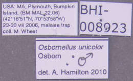 Image of Osbornellus unicolor Osborn 1900