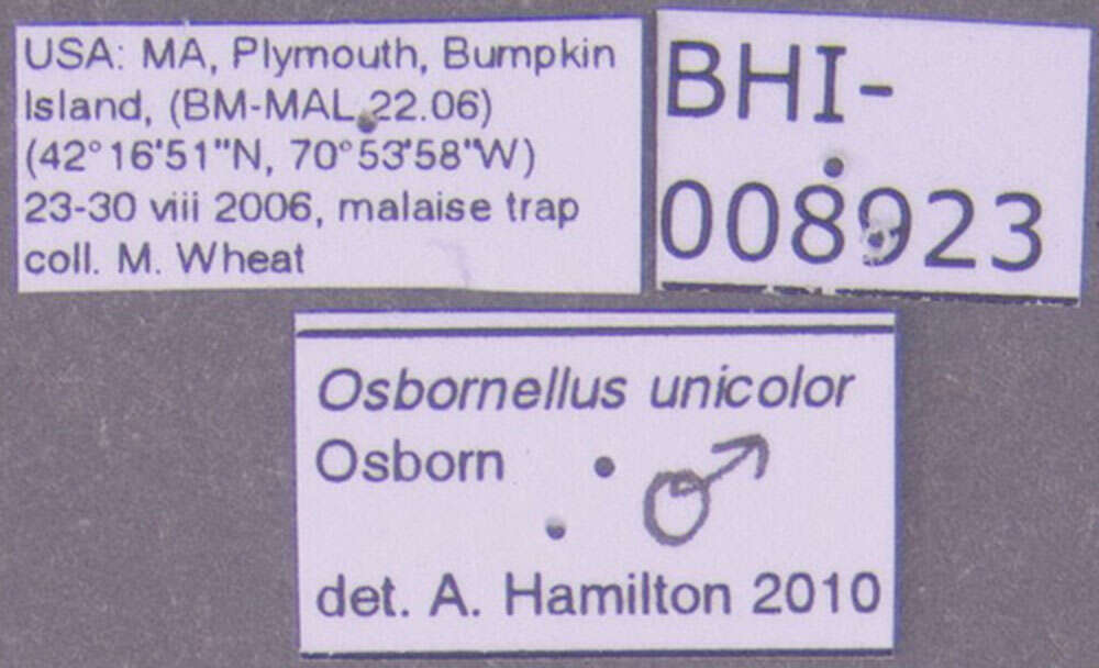 Image of Osbornellus unicolor Osborn 1900