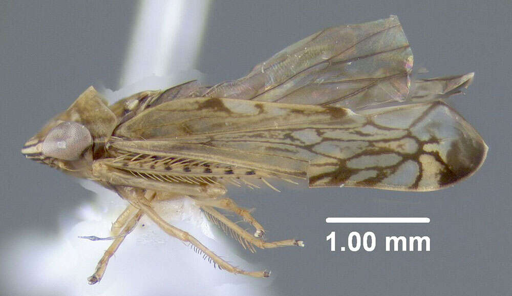 Image of Scaphoideus (Scaphoideus) camurus De Long & Mohr 1936