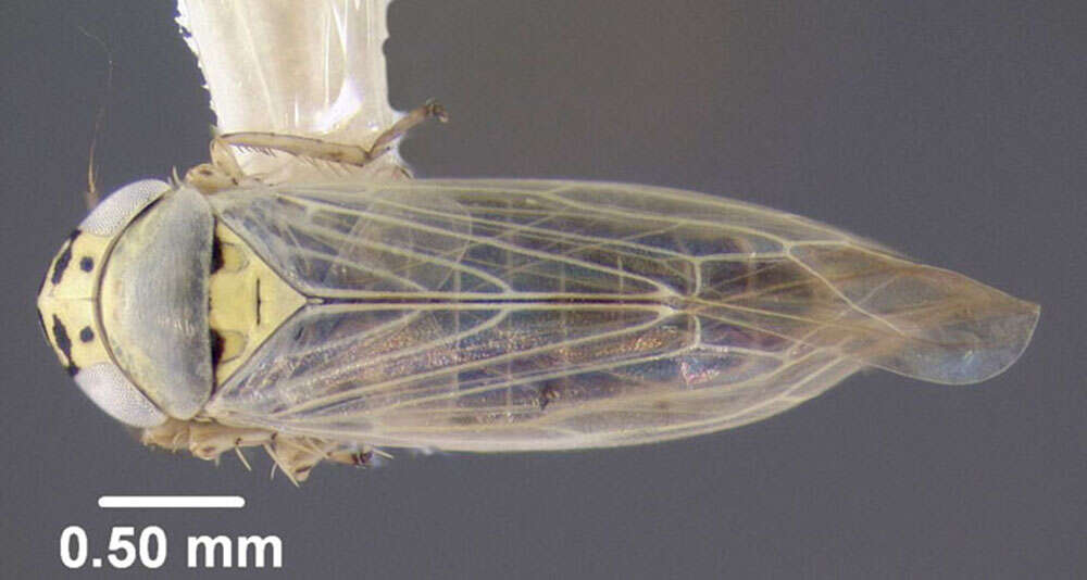 Image of Aster Leafhopper