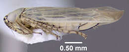 Image of Aster Leafhopper