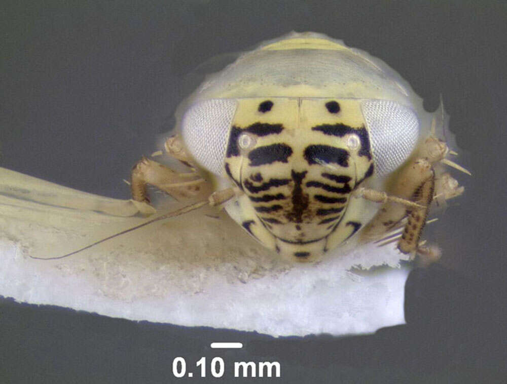 Image of Aster Leafhopper