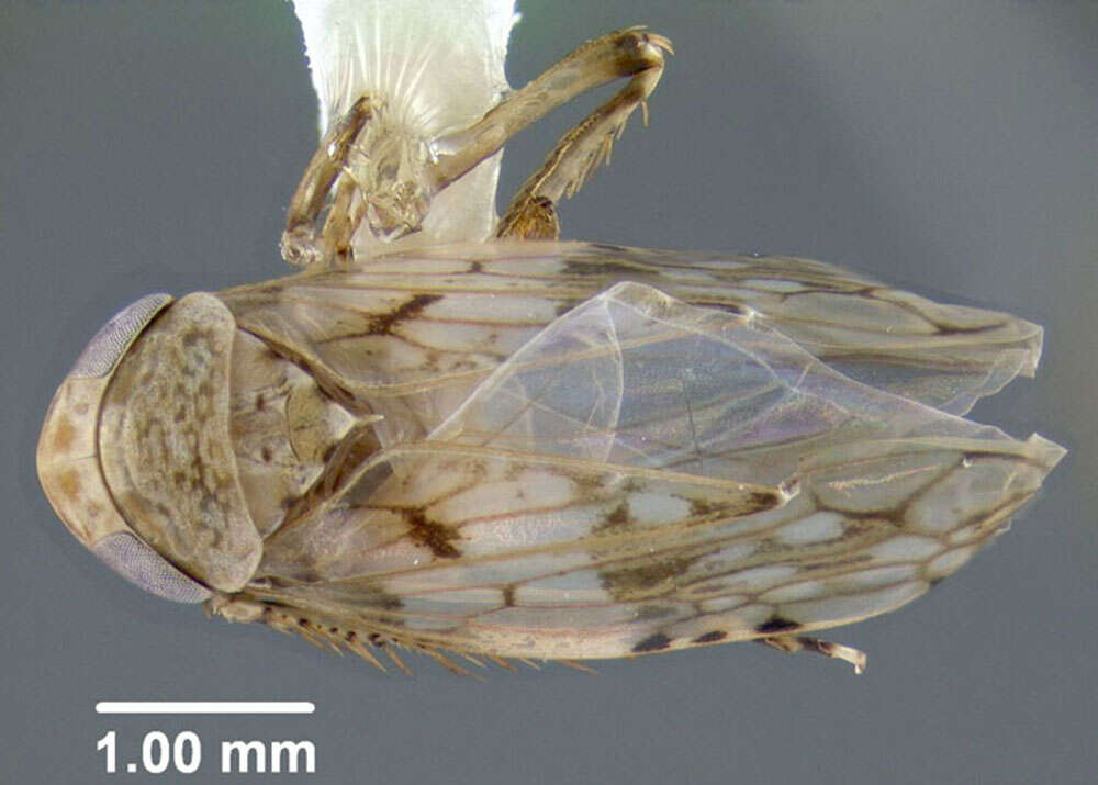 Image of Menosoma cincta Osborn & Ball 1898