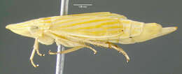 Image of Neohecalus