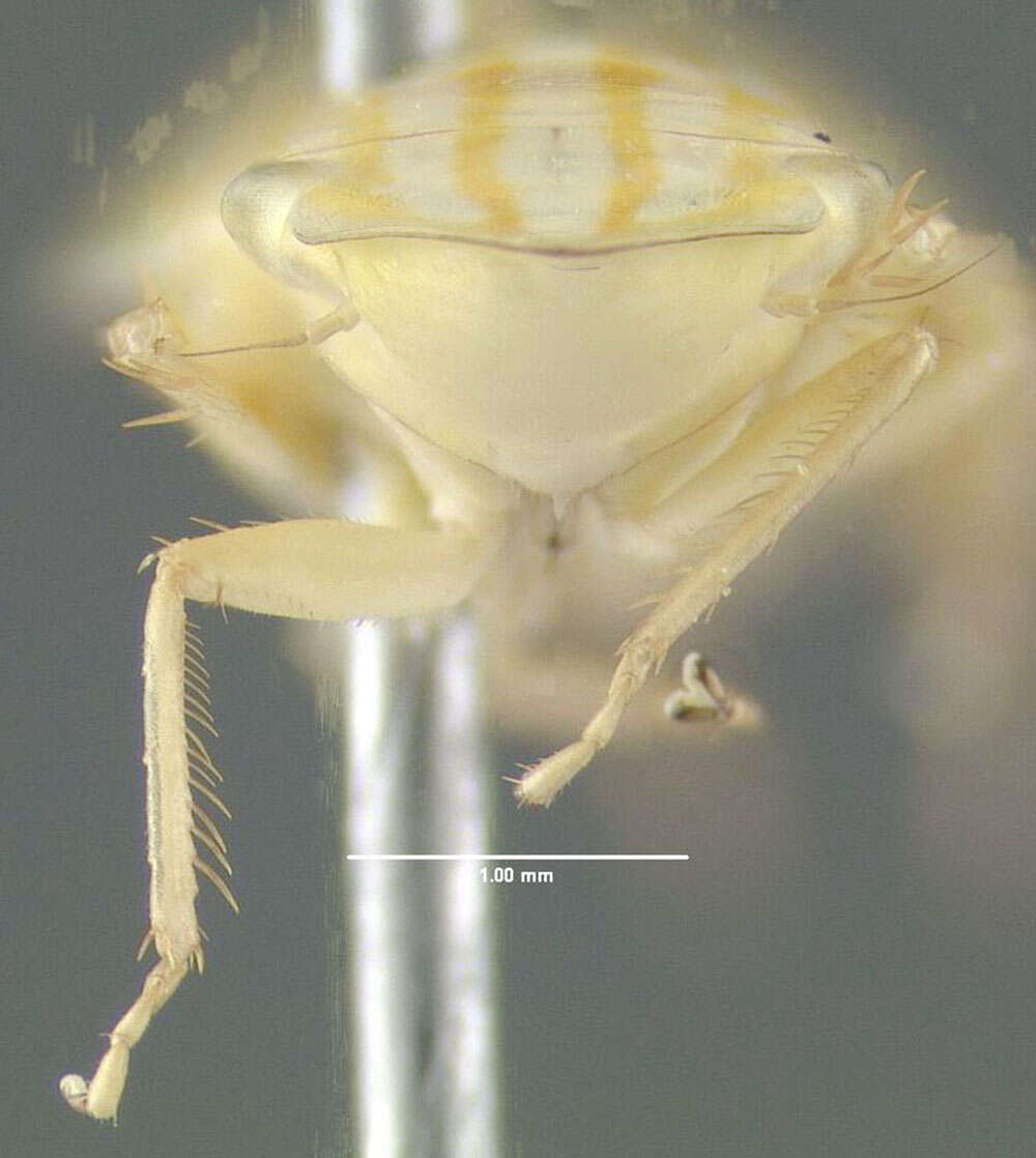 Image of Neohecalus