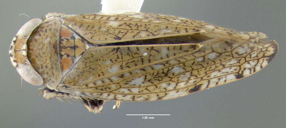 Image of Japanese Leafhopper