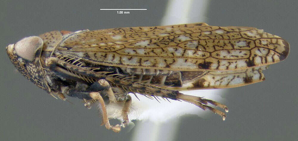 Image of Japanese Leafhopper