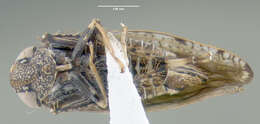 Image of Japanese Leafhopper