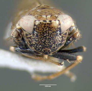 Image of Japanese Leafhopper